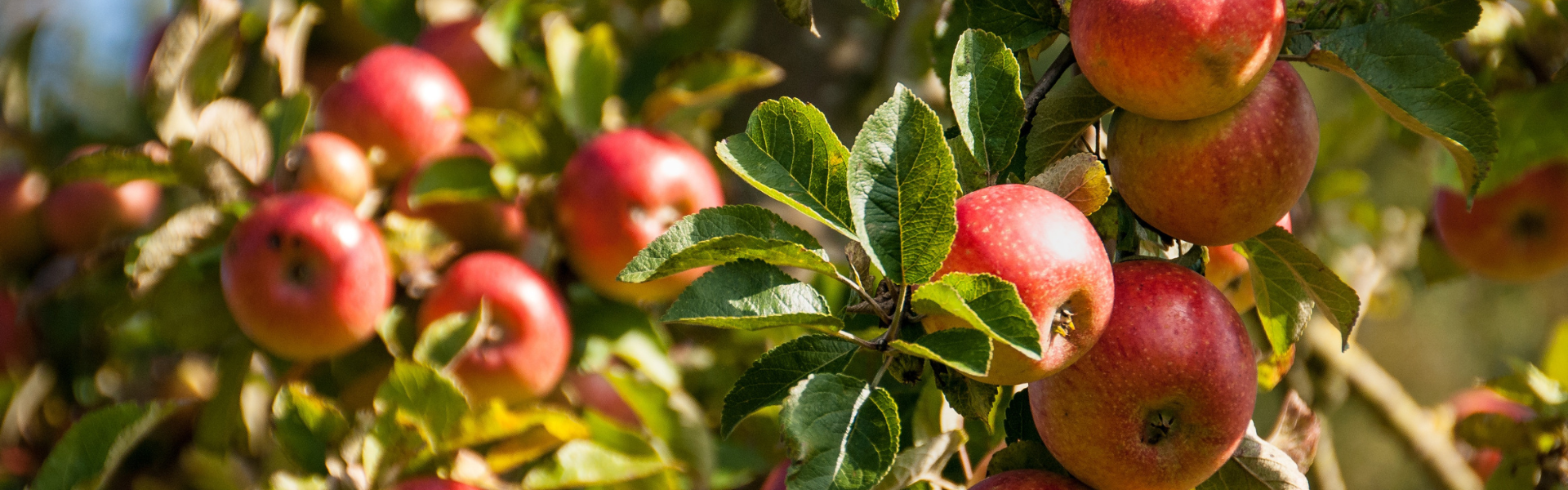 Appelboom