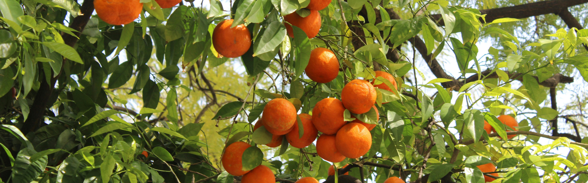 Sinaasappelboom